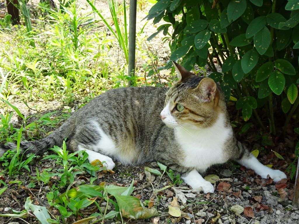 ねこ、風太 ゴロゴロ