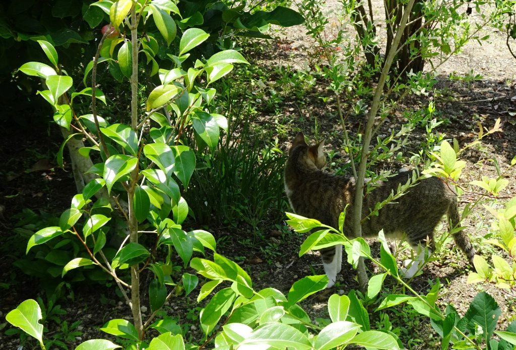 ねこ、風太 ゴロゴロ