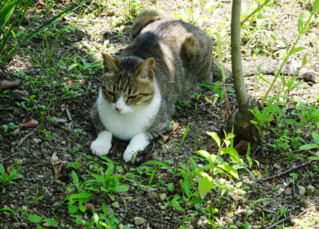 ねこ、風太 ゴロゴロ