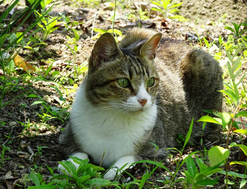 ねこ、風太 ゴロゴロ