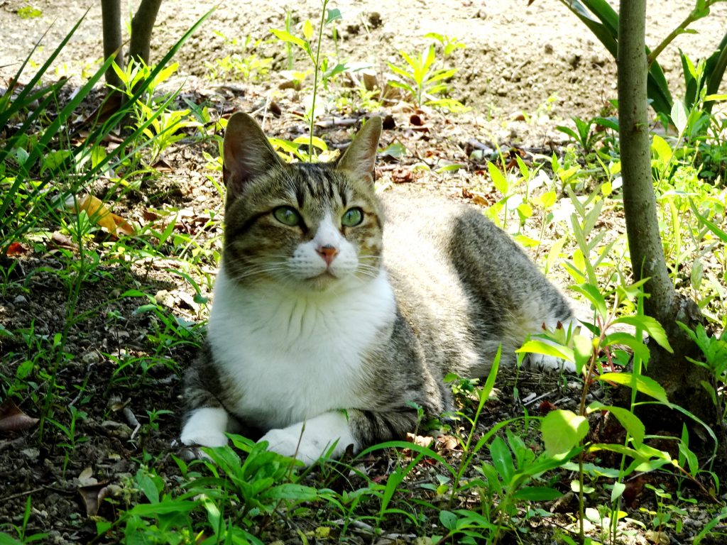 ねこ、風太 ゴロゴロ