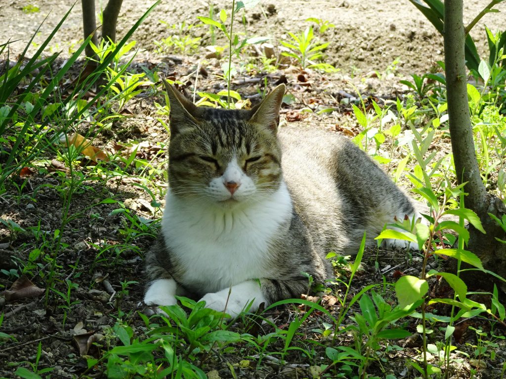 ねこ、風太 ゴロゴロ