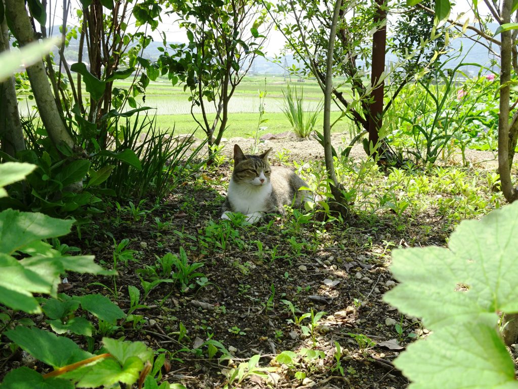 ねこ、風太 ゴロゴロ