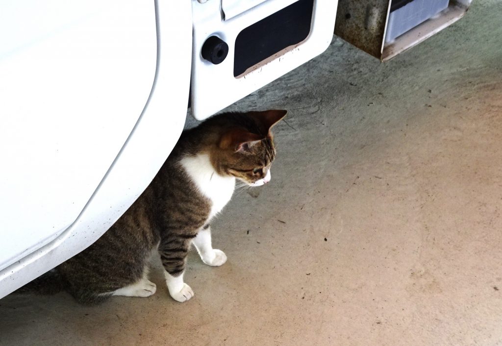 ねこ、風太 巡回