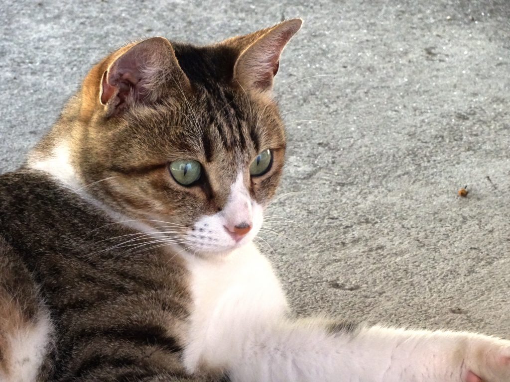ねこ、風太 ゴロゴロ