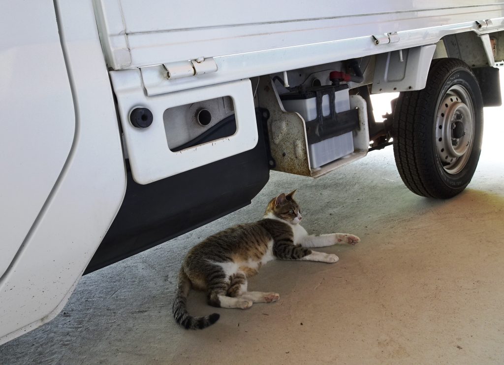 ねこ、風太 ゴロゴロ