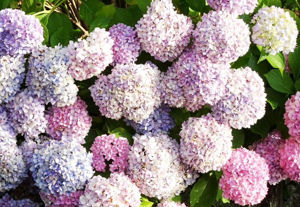 紫陽花