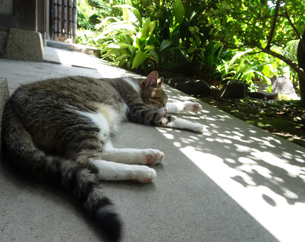 ねこ、風太 ゴロゴロ