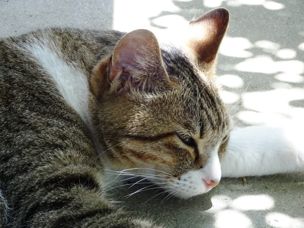 ねこ、風太 ゴロゴロ