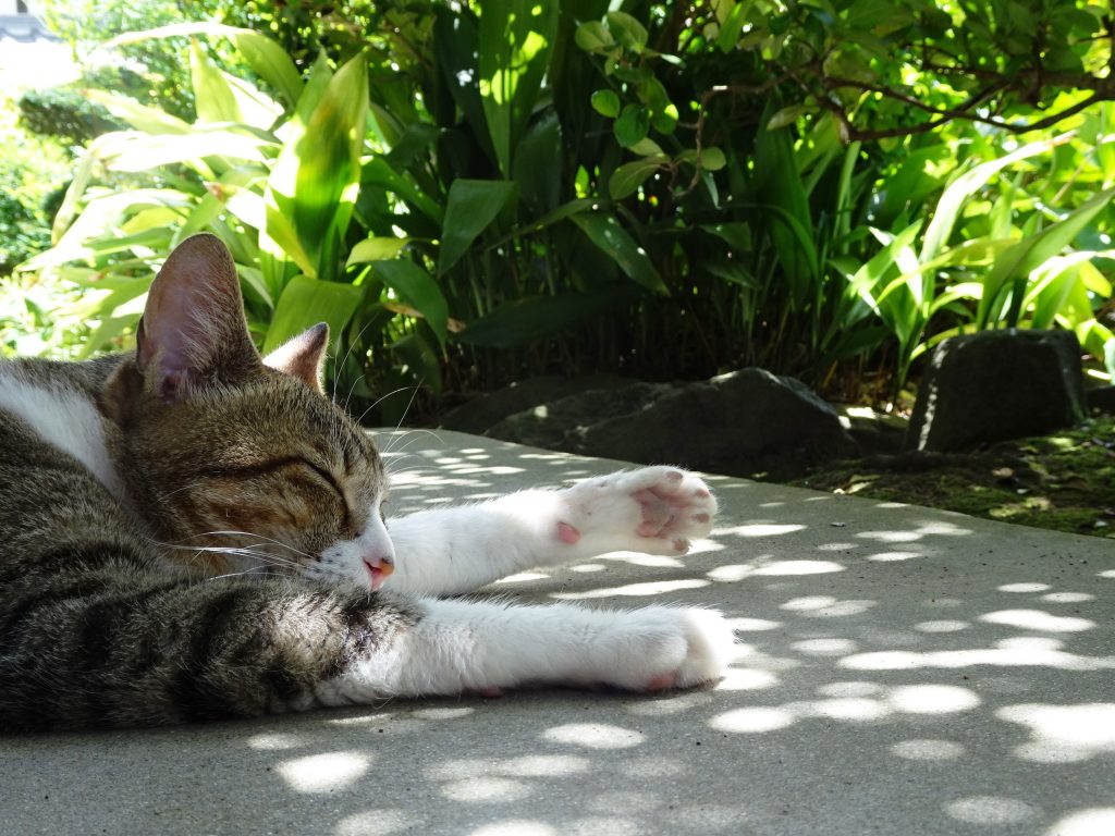 ねこ、風太 ゴロゴロ