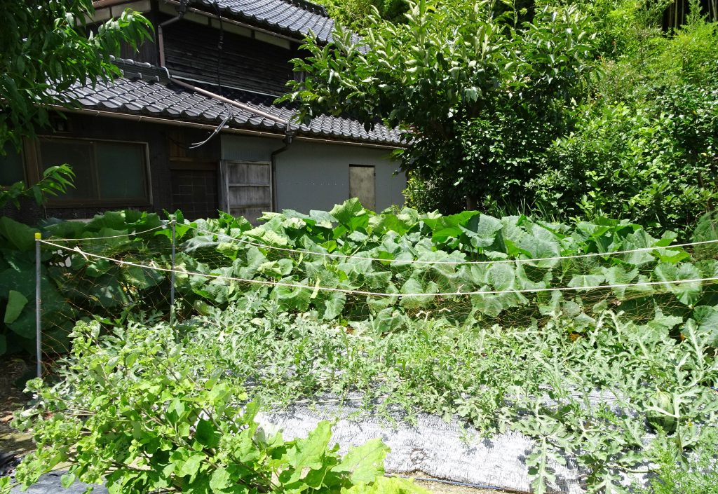 夏の畑