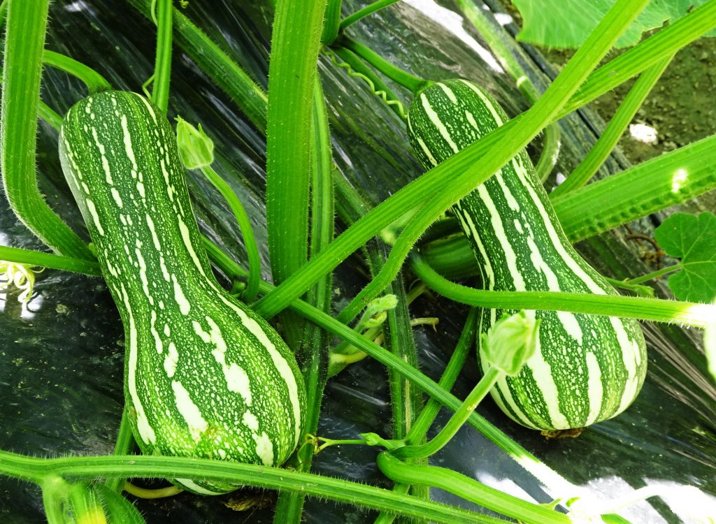 瓜
