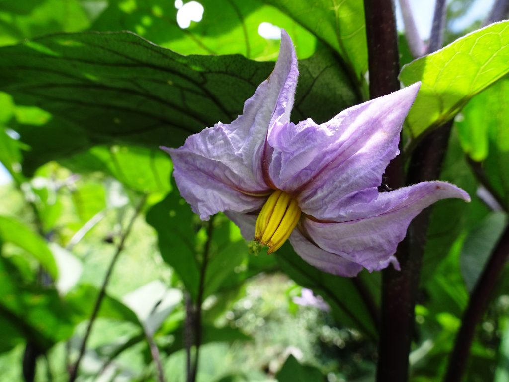 茄子の花