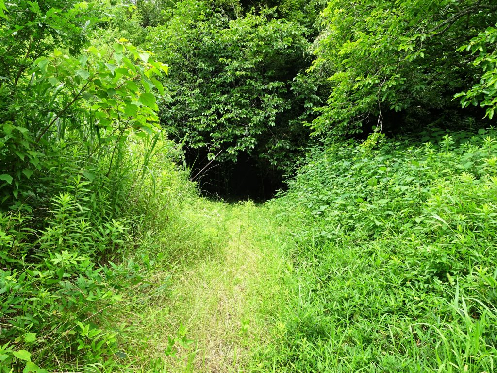 夏の田舎道