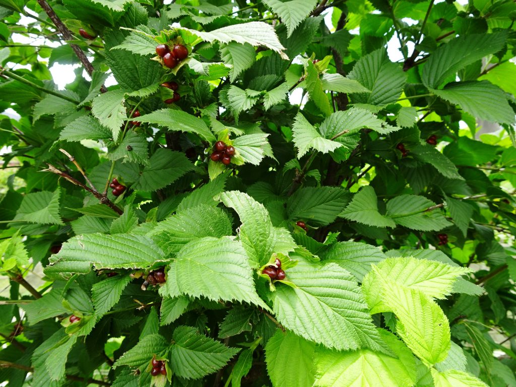 山吹の実