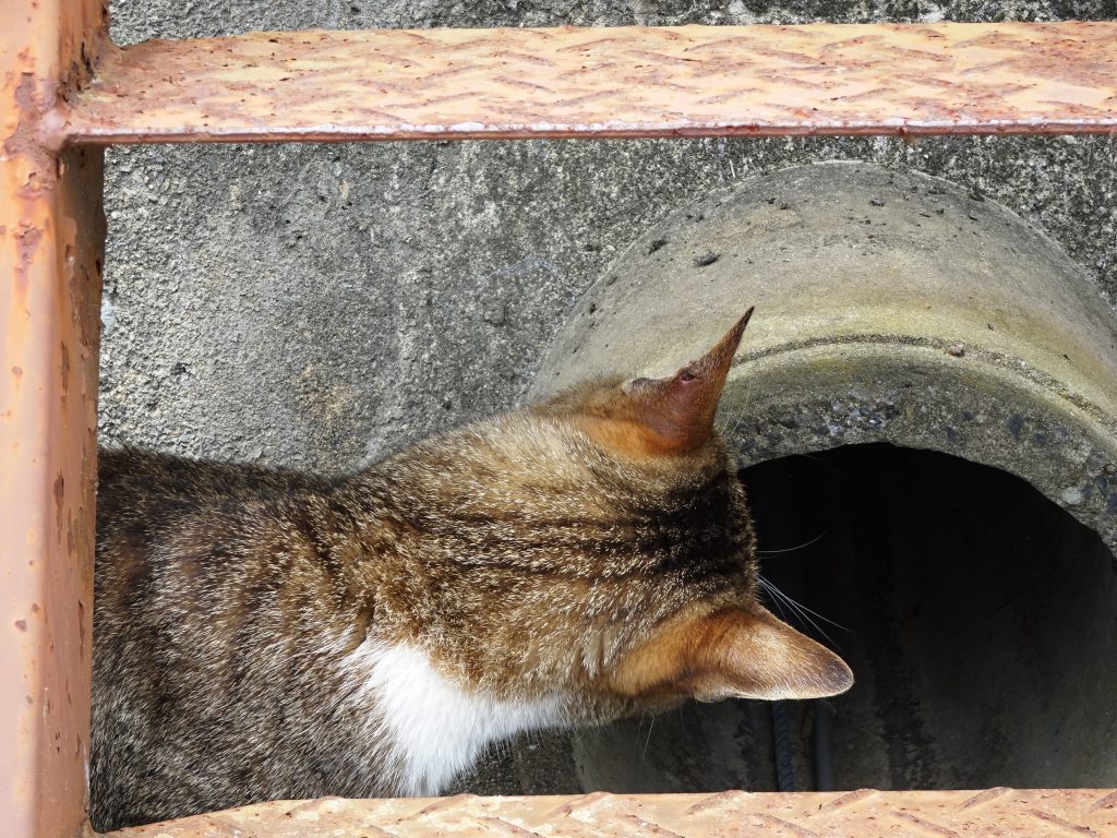 ねこ、風太 巡回