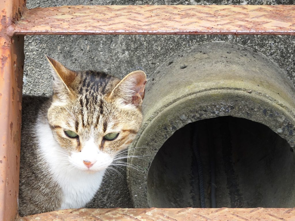 ねこ、風太 巡回