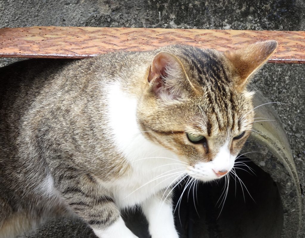 ねこ、風太 巡回