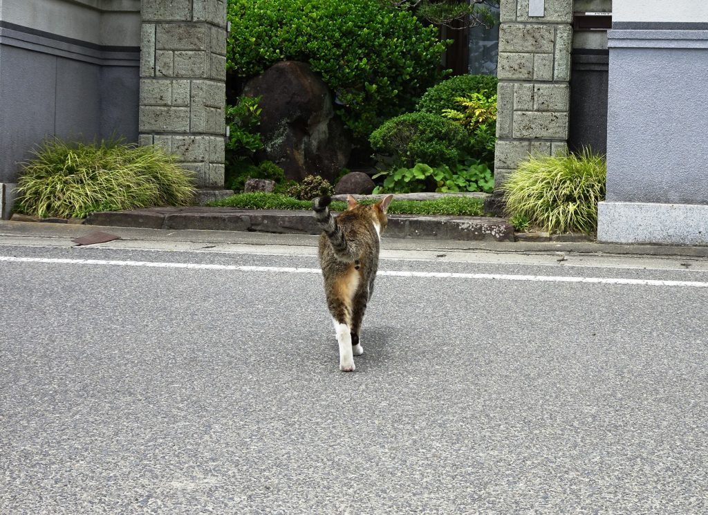 ねこ、風太 巡回