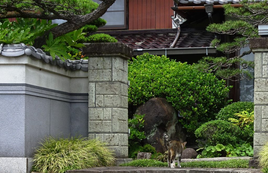 ねこ、風太 巡回