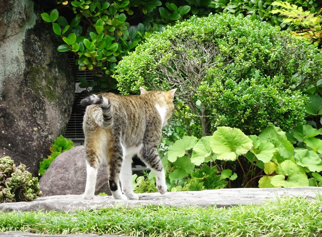 ねこ、風太 巡回
