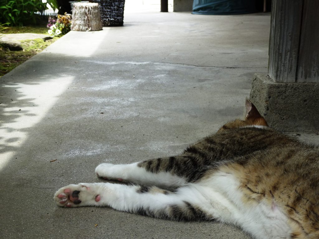 ねこ、風太 ゴロゴロ