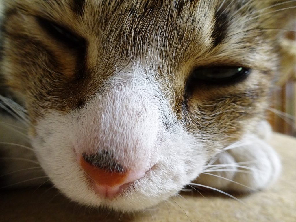 ねこ、風太 ゴロゴロ