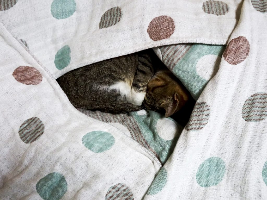 ねこ、風太 ベッド