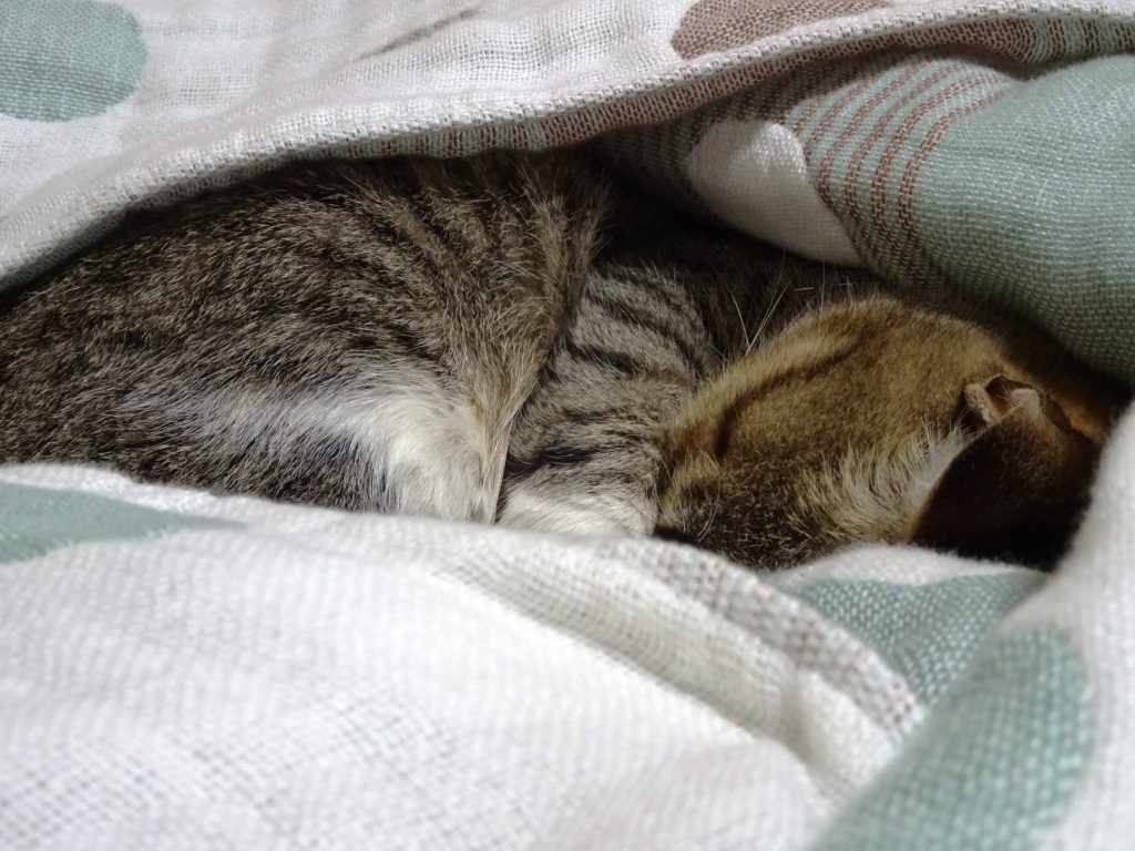 ねこ、風太 ベッド