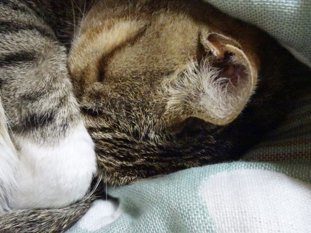 ねこ、風太 ベッド