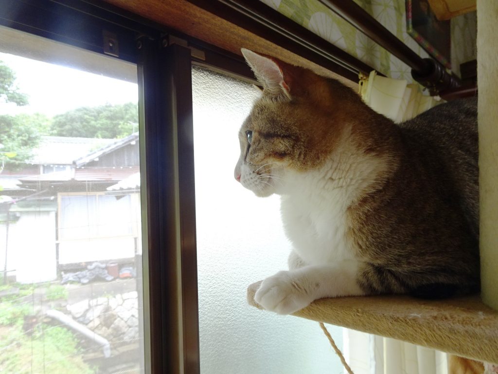 ねこ、風太 監視