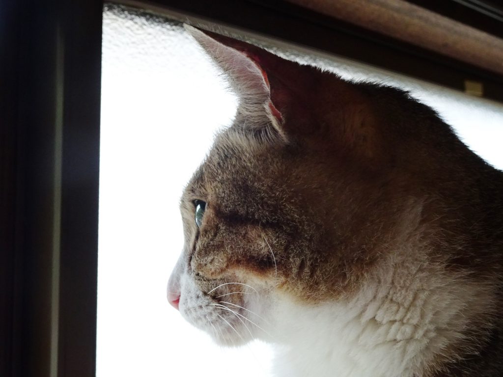 ねこ、風太 監視