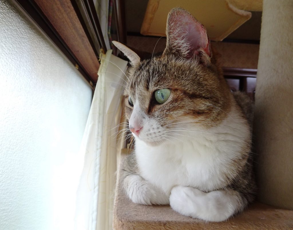 ねこ、風太 監視