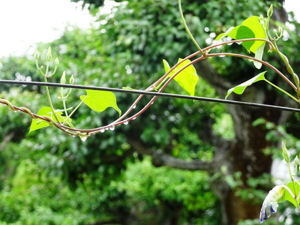 雨あがる