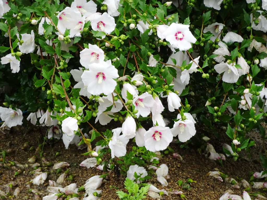 木槿倒れる