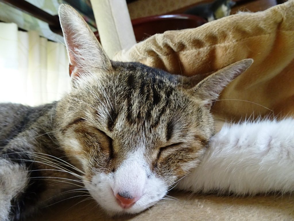 ねこ、風太 ゴロゴロ
