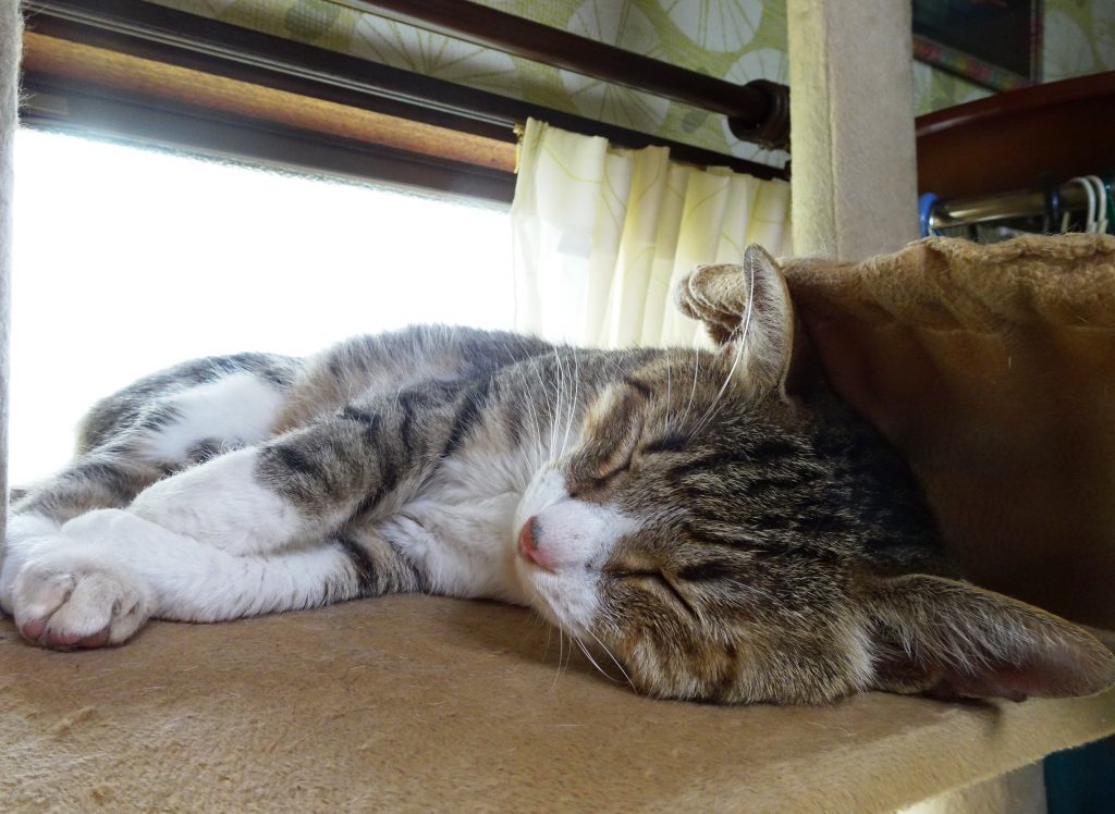 ねこ、風太 ゴロゴロ