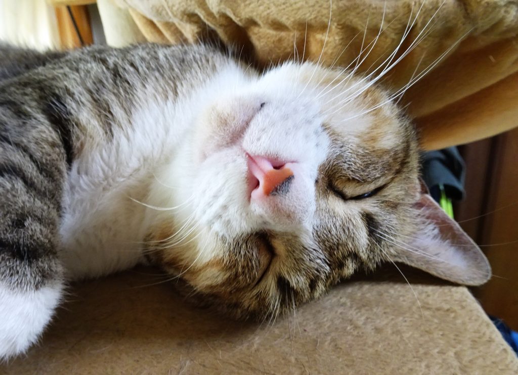 ねこ、風太 ゴロゴロ