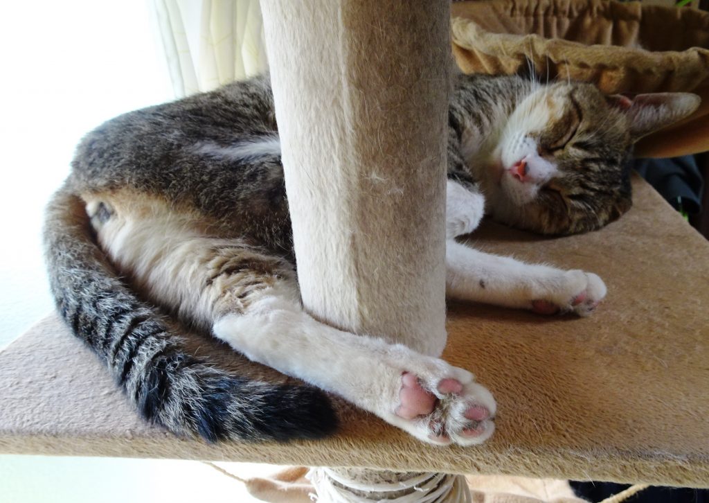 ねこ、風太 ゴロゴロ