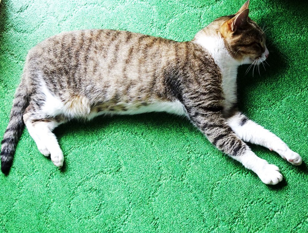ねこ、風太 ゴロゴロ