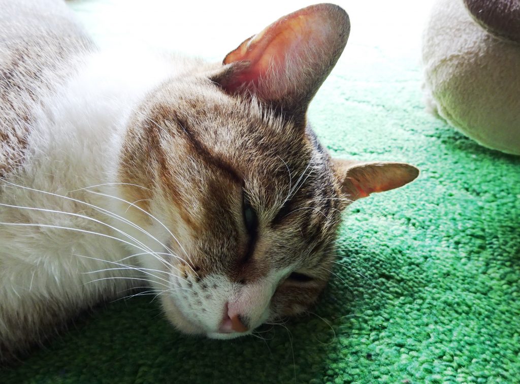 ねこ、風太 ゴロゴロ