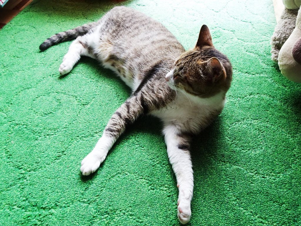 ねこ、風太 ゴロゴロ