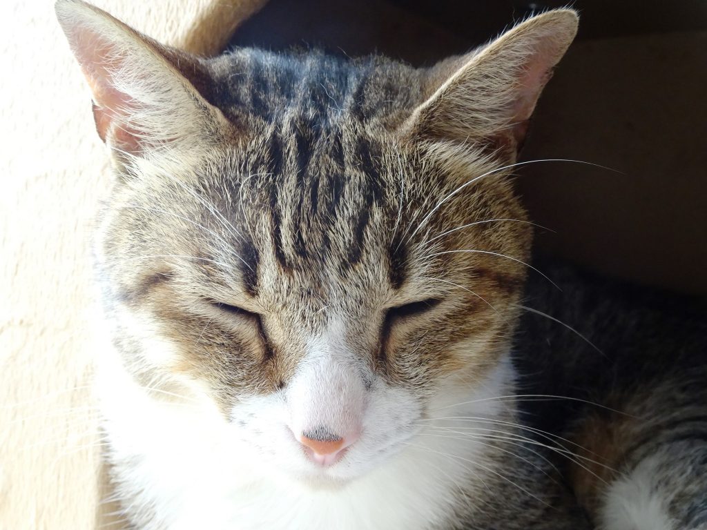 ねこ、風太 ゴロゴロ
