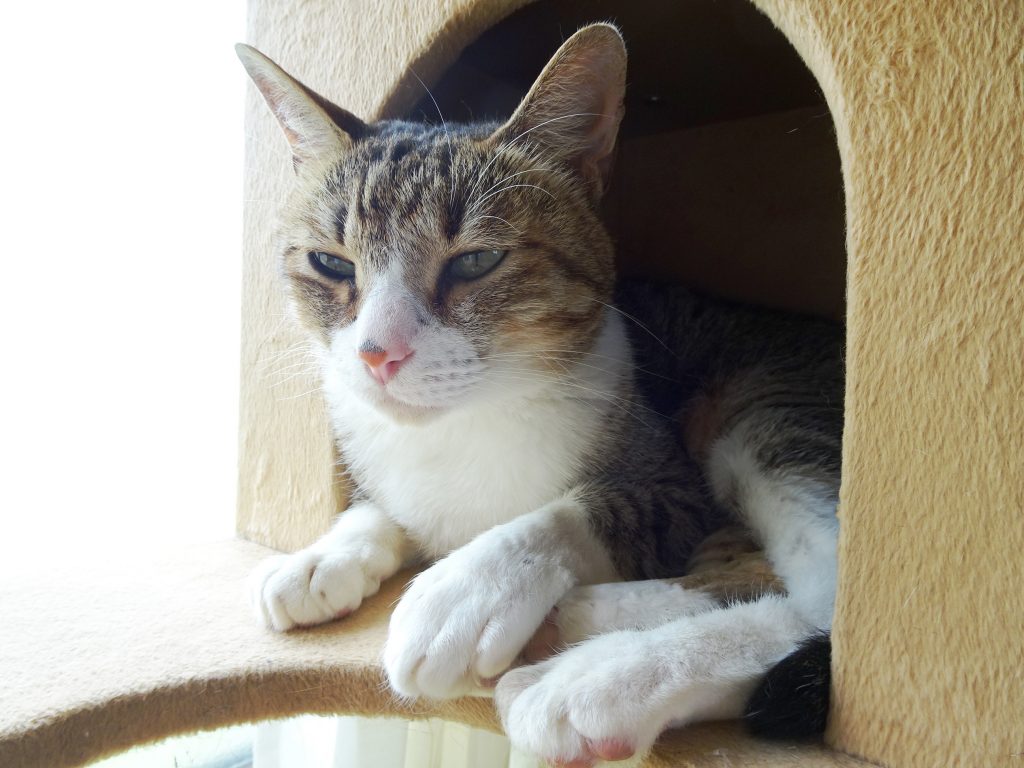 ねこ、風太 ゴロゴロ