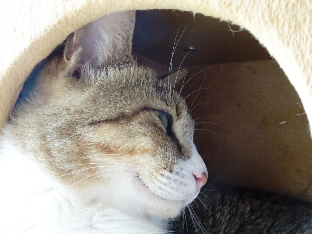 ねこ、風太 ゴロゴロ