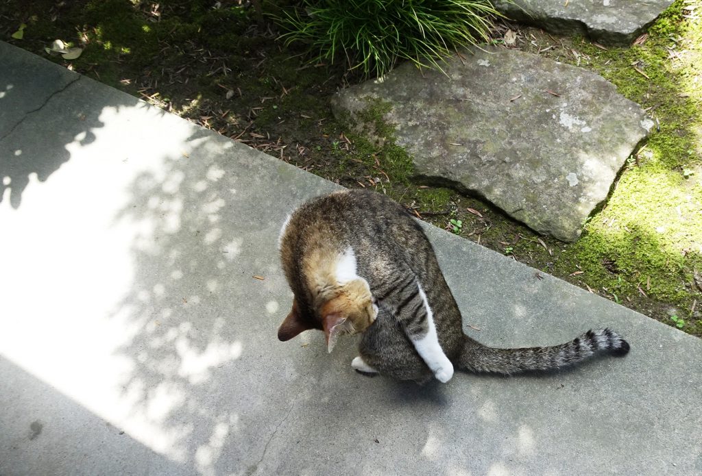 ねこ、風太 ゴロゴロ