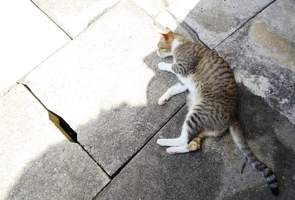 ねこ、風太 ゴロゴロ