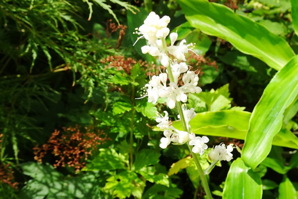 まいづるそう(舞鶴草)