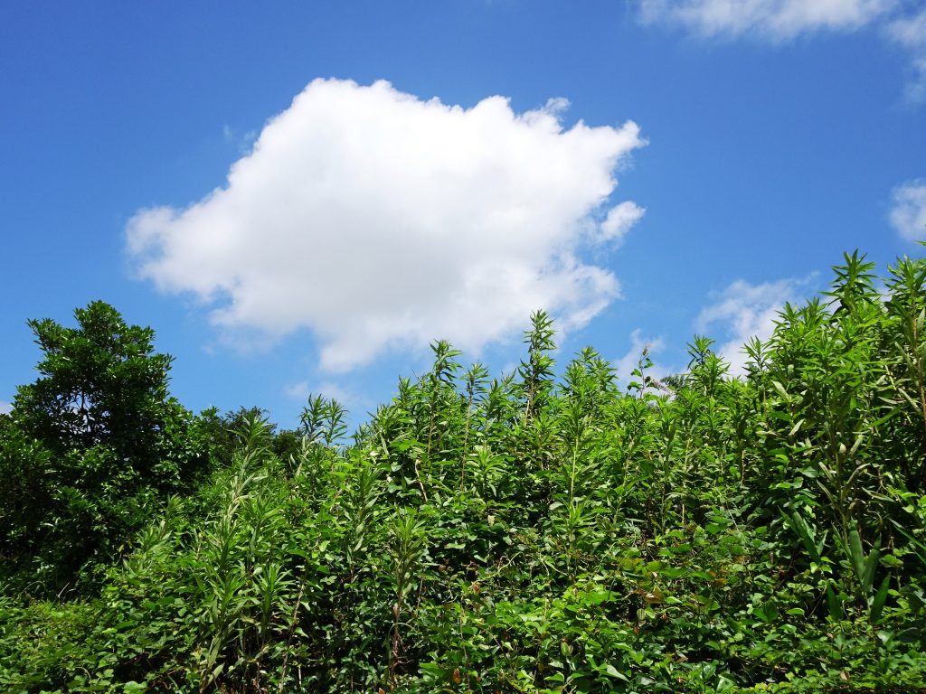 夏の空