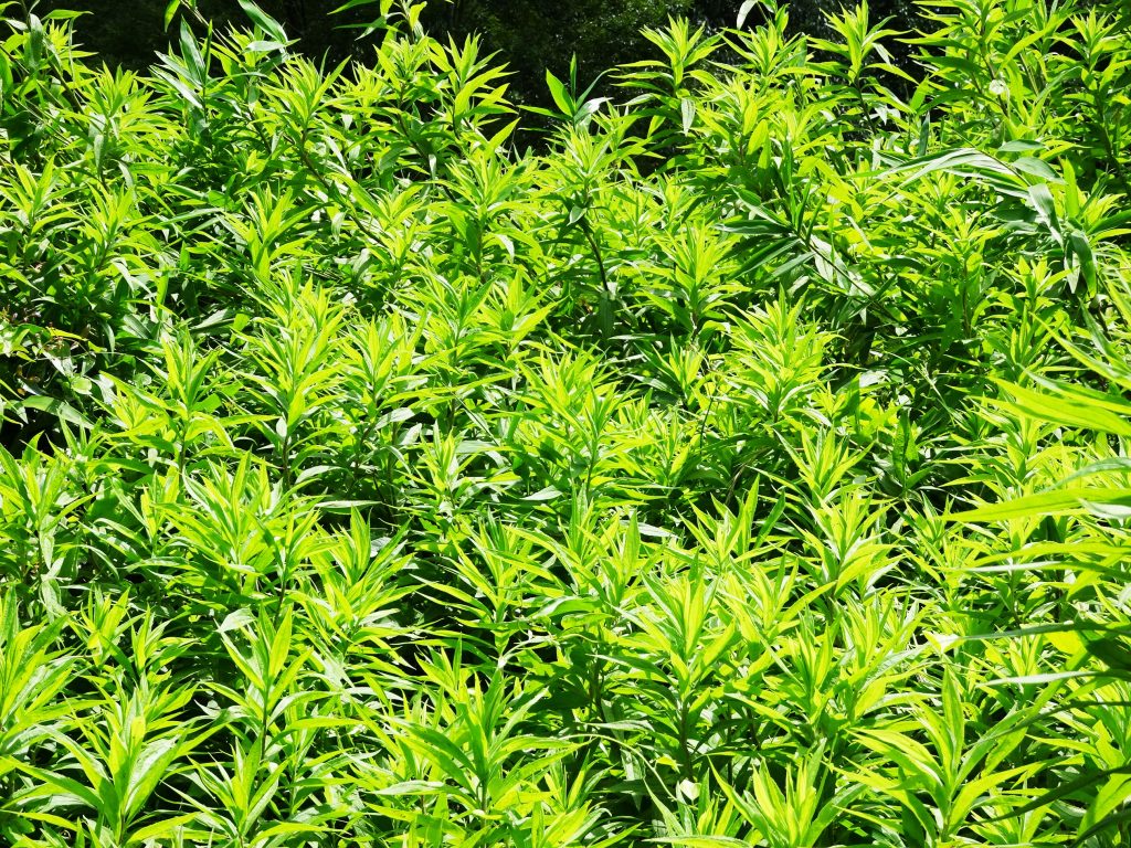 夏草